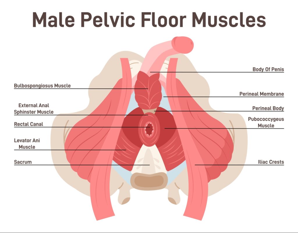 Male Pelvic Floor Muscles
