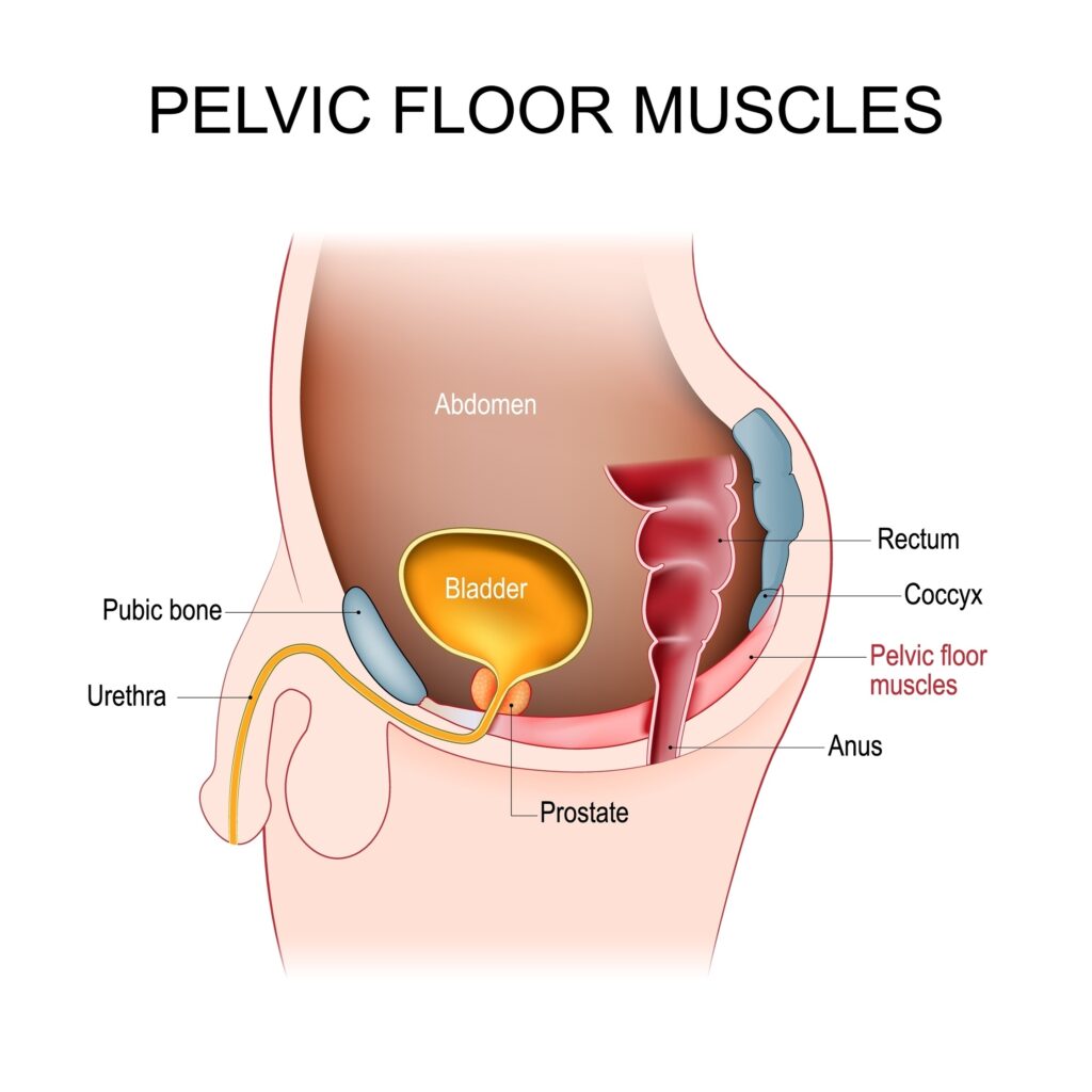 Pelvic Floor Muscles